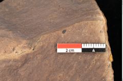 Foto (Detailsansicht) von Quercus palaeoilex Ettingshausen (NHMW-GEO-2024-0188-0927)